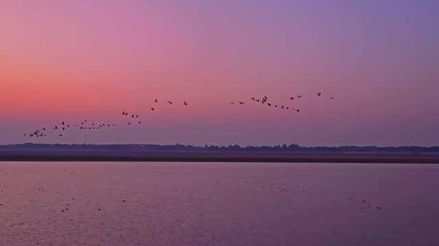 Wild geese start from the lake and fly into the sky | Wild geese flying in the sky