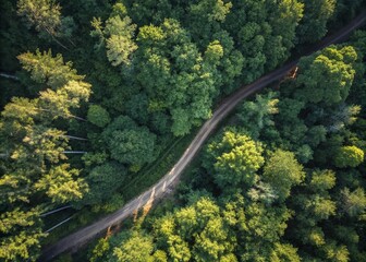 Aerial View of a Hidden, Winding Path Through Dense Forest - Drone Photography