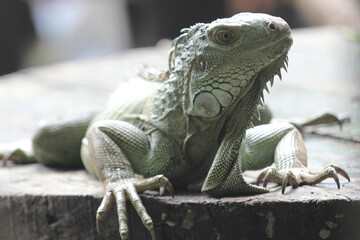 A green iguana sunbathes on a piece of wood in front view.