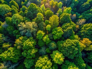 Naklejka premium Aerial View of Forest Canopy, Detailed Branch Texture, Natural Background