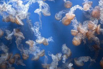 Naklejka premium Glowing jellyfish against deep blue water background