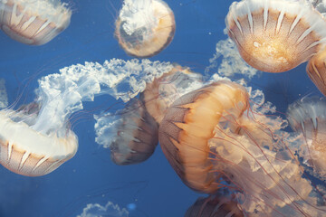 Glowing jellyfish against deep blue water background