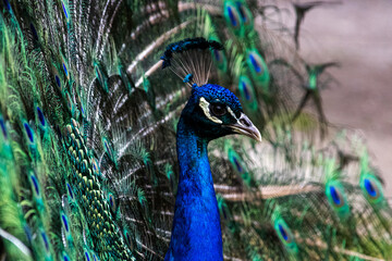 Obraz premium Peacock with beautiful blue feathers