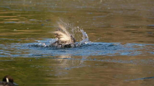 水浴びをするオナガガモ