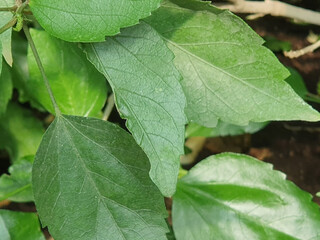 A sprig of green leaves. Green background made of green leaves