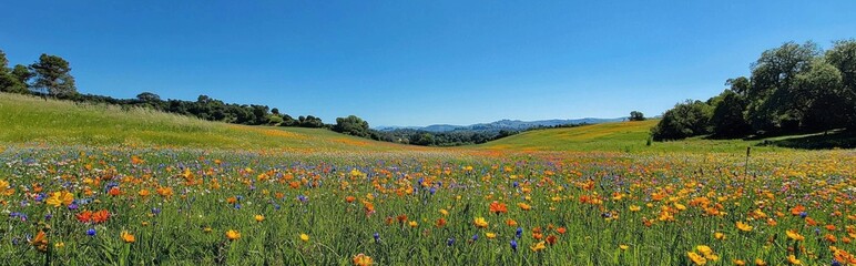 Obraz premium Bright wildflowers of various colors blanket a lush meadow, with rolling hills and a clear blue sky in the background. This vibrant spring scene invites exploration and serenity
