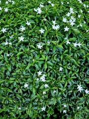 Blossoms of Serenity Amid Lush Greenery