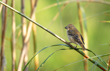 The Common Rose Finch 