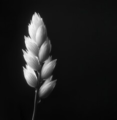Elegant black and white close-up of a delicate plant against a dark background. Perfect for minimalistic, nature-inspired designs or artistic wall art.