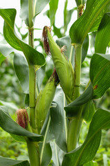 vertical photo of some young corn on the tree in an Indonesian plantation