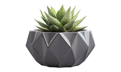 Geometric pot succulent plant indoor decor studio shot