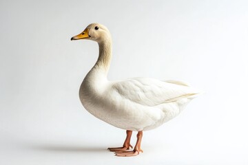 Obraz premium Elegant white goose in profile view