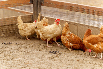 Group of chickens, each displaying their unique feathers under the open sky.