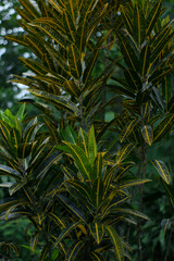 vertical photo of a golden croton plant in an Indonesian garden