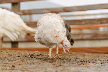 Turkey walks on a farm. Organic animals farm. Selective focus