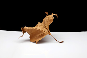 feuille de platane à l automne © helenedevun