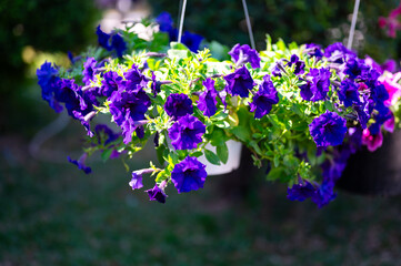 Close up Colorful petunia flowers in pots on blurred background.