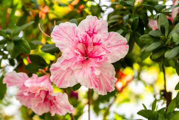 Close-up of Rhododendron indicum 'Super Nova' flower with pink and white petals, surrounded by lush green leaves in natural sunlight