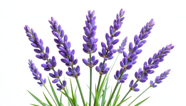 Elegant Lavender Bunch with Purple Flowers and Green Stems on White