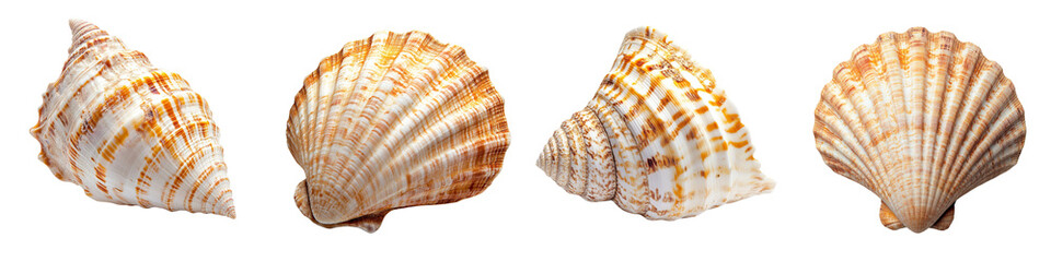 Collection set of  large golden sea shell isolated on a transparent background