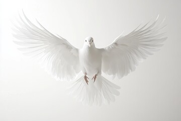 Obraz premium White dove in flight, wings spread wide.