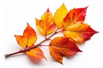 Fototapeta premium Autumn Twig with Colorful Leaves Isolated on White Background - Fall Foliage Stock Photo