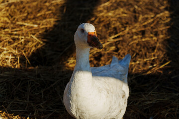 Elegant geese stroll across a muddy farmyard under the warm glow of a setting sun, capturing a moment of tranquil rural life