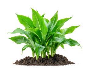Vibrant green corn plant cultivation on high fidelity studio environment close-up view agricultural concept isolated on transparent background png