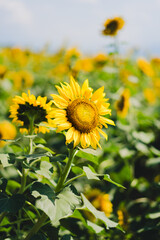 空を向くひまわり