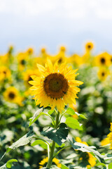 正面を向くひまわり