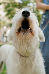 white dog in park on walk with its owner. walking and training of pets during daytime. beautiful white shepherd or Schnauzer on the background of green lawn in a public park. dog friendly, animal care