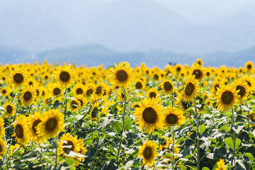 たくさんのひまわり