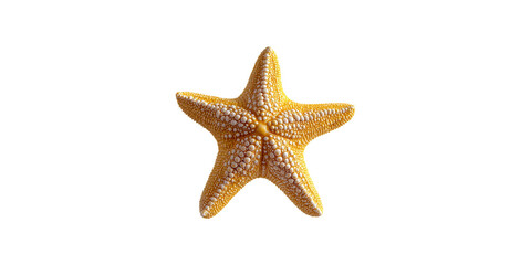 Yellow starfish with textured surface isolated on transparent background