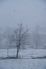 Bare Trees in Snowy Landscape

