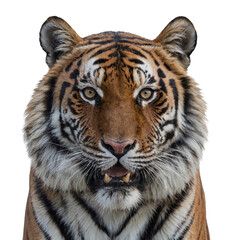 Obraz premium Close-up of a tiger isolated on transparent background