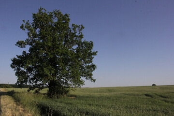 tree in the field
