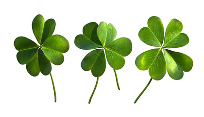 four leaf clover isolated on transparent background cutout