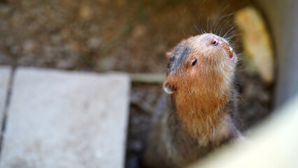 Close-Up of a Curious Rodent with Textured Fur and Bright Expression in Natural Habitat