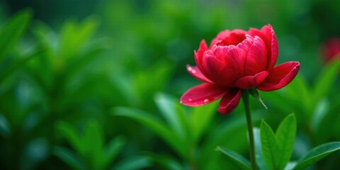Fototapeta premium Crimson Bloom Amidst Verdant Foliage A Close-Up Study of a Single Flower's Delicate Petals and the Lush Green Background