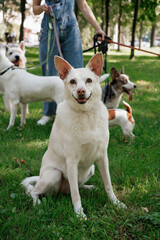 white dog in park on walk with its owner. walking and training of pets during daytime. beautiful white shepherd or Schnauzer on the background of green lawn in a public park. dog friendly, animal care