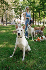 white dog in park on walk with its owner. walking and training of pets during daytime. beautiful white shepherd or Schnauzer on the background of green lawn in a public park. dog friendly, animal care