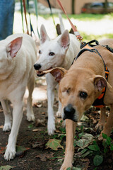 Cute dogs on walk in park. professional pet walker or pet babysitter, pack of animals on green lawn with owner. friendship, puppy. variety of dogs from shelter, pedigreed dogs on leash on city street