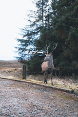 Deer in Glencoe