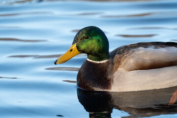 Male mallard Duck