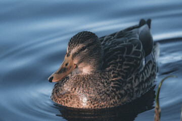 Female Mallard Duck