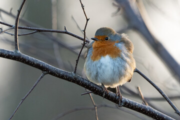 Robin