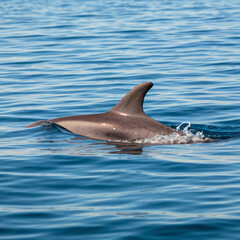 Fototapeta premium dolphin jumping out of water