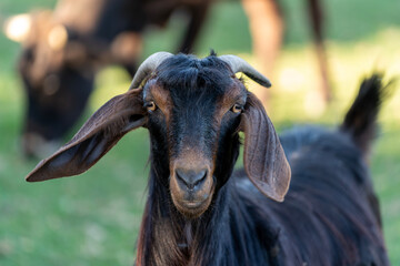 Close-up Portrait of a Goat in Pasture
