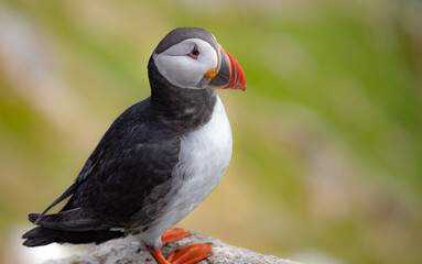 Atlantic puffin (Fratercula arctica), on the rock on the island of Runde (Norway).