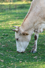 Beige Cow Grazing in Green Pasture
